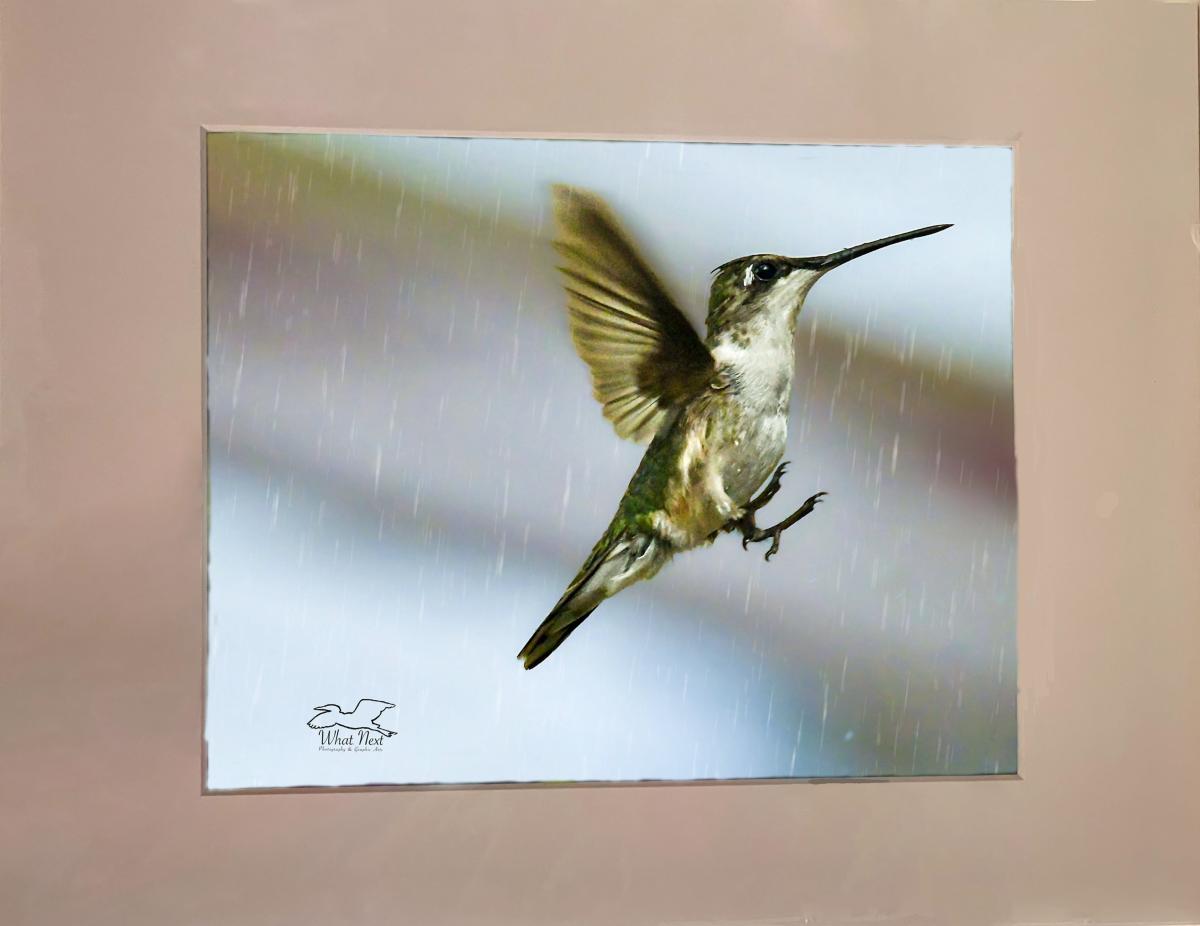 Humming in the Rain  5x7 Print picture