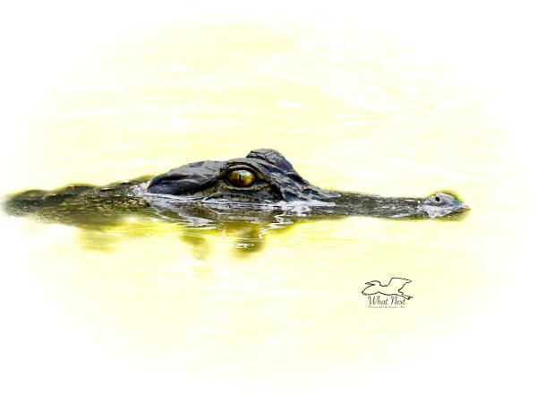 Lurking in the Depths  5x7 Print
