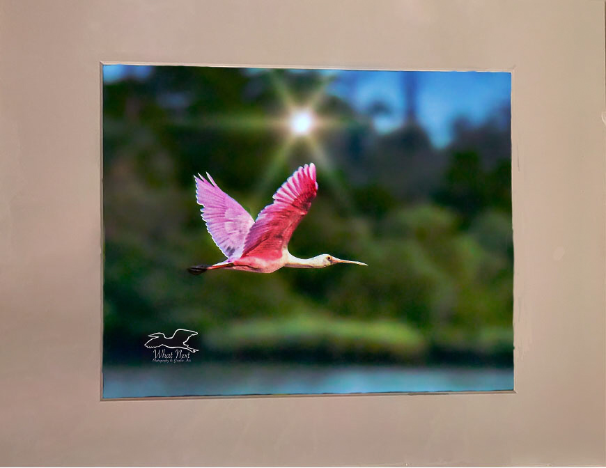 Pink Wings   5x7 Print picture