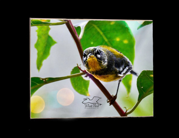 The View From Within   5x7 Print picture