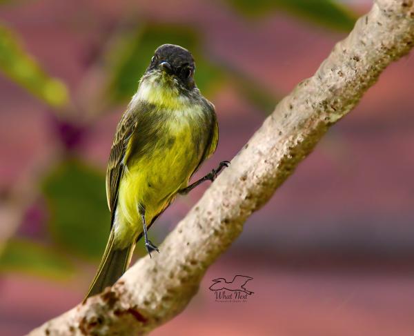 First Phoebe   5x7 Print