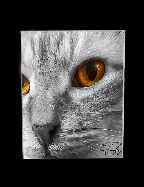 Mac&rsquo;s Eyes   4x6 Print picture