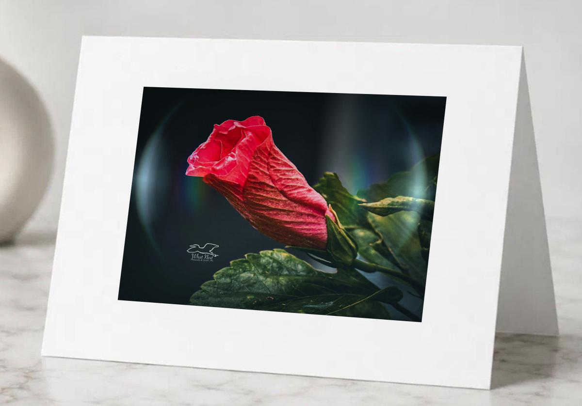 Bubble Hibiscus   Greeting Cards picture
