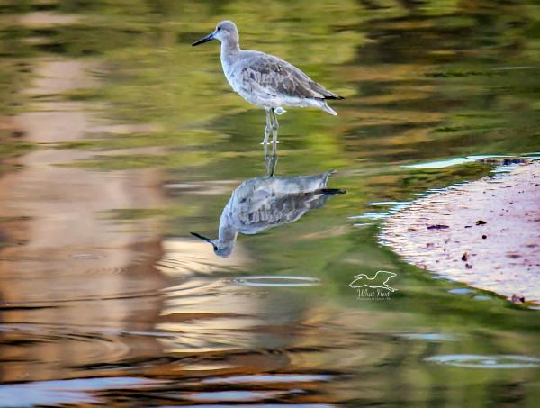 Me and My Reflection   8x10 Print