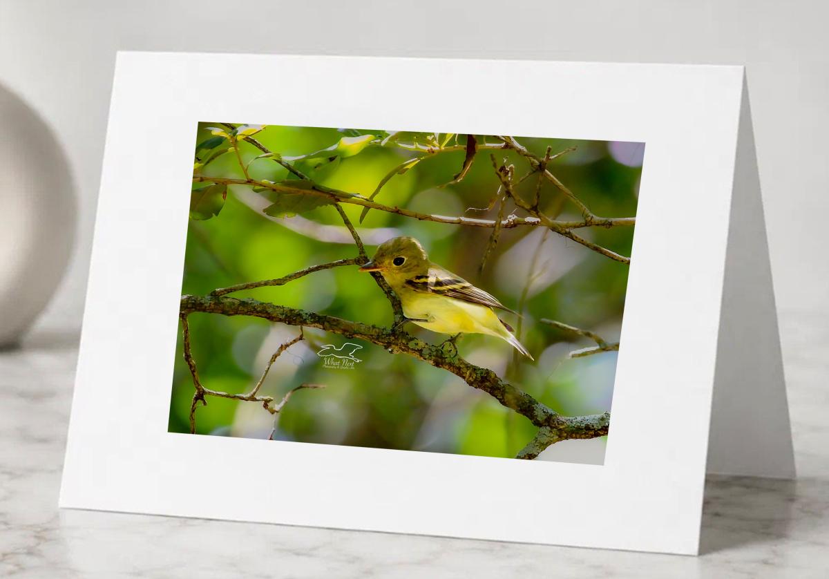 Acadian Flycatcher   Pack of 5 Greeting Cards picture