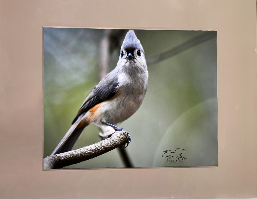 All Ears&hellip;and Crest   8x10 Print picture