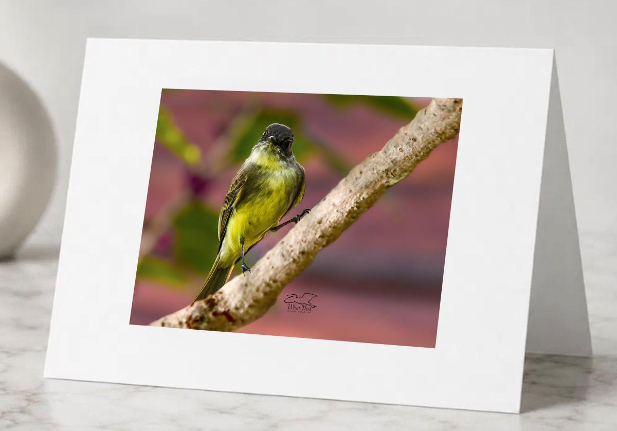 First Phoebe   Greeting Cards picture