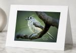 Bright Titmouse- Greeting Cards. Pack of 5
