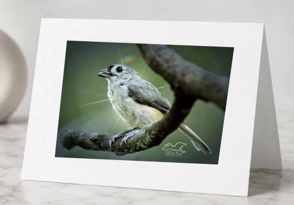 Bright Titmouse- Greeting Cards. Pack of 5