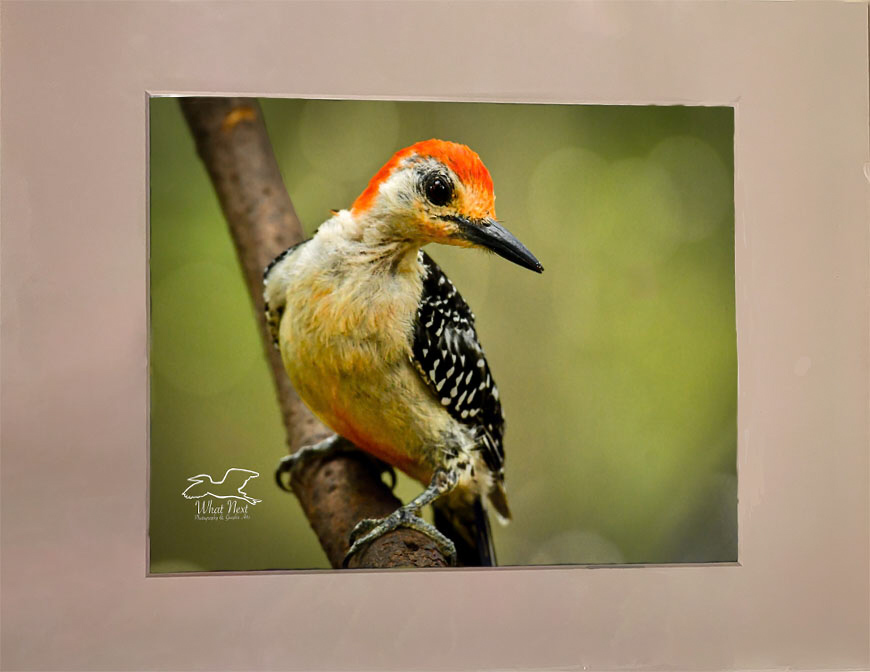 Blushing Red  8x10 Print picture