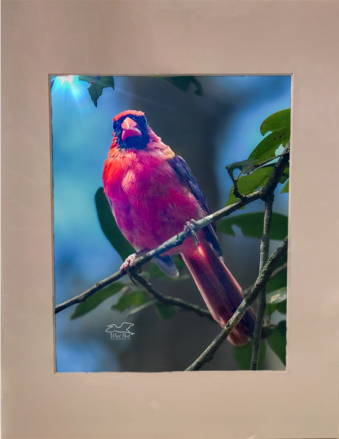 Lustrous Cardinal  4x6 Print picture