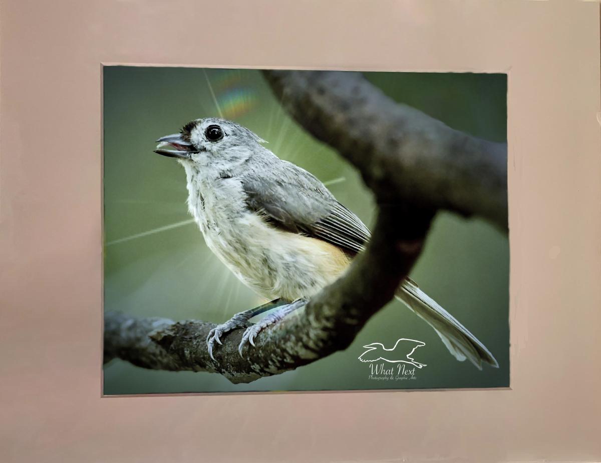 Bright Titmouse  5x7 Print picture