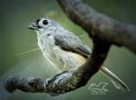 Bright Titmouse  5x7 Print