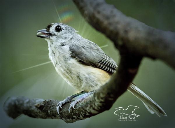 Bright Titmouse  5x7 Print