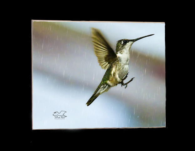 Humming in the Rain   4x6 inches picture