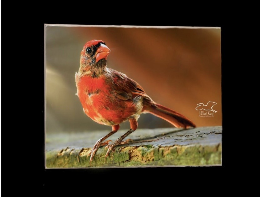 You are My Sunshine 5x7 Print picture