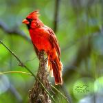 Regal in Red   8x10 Print