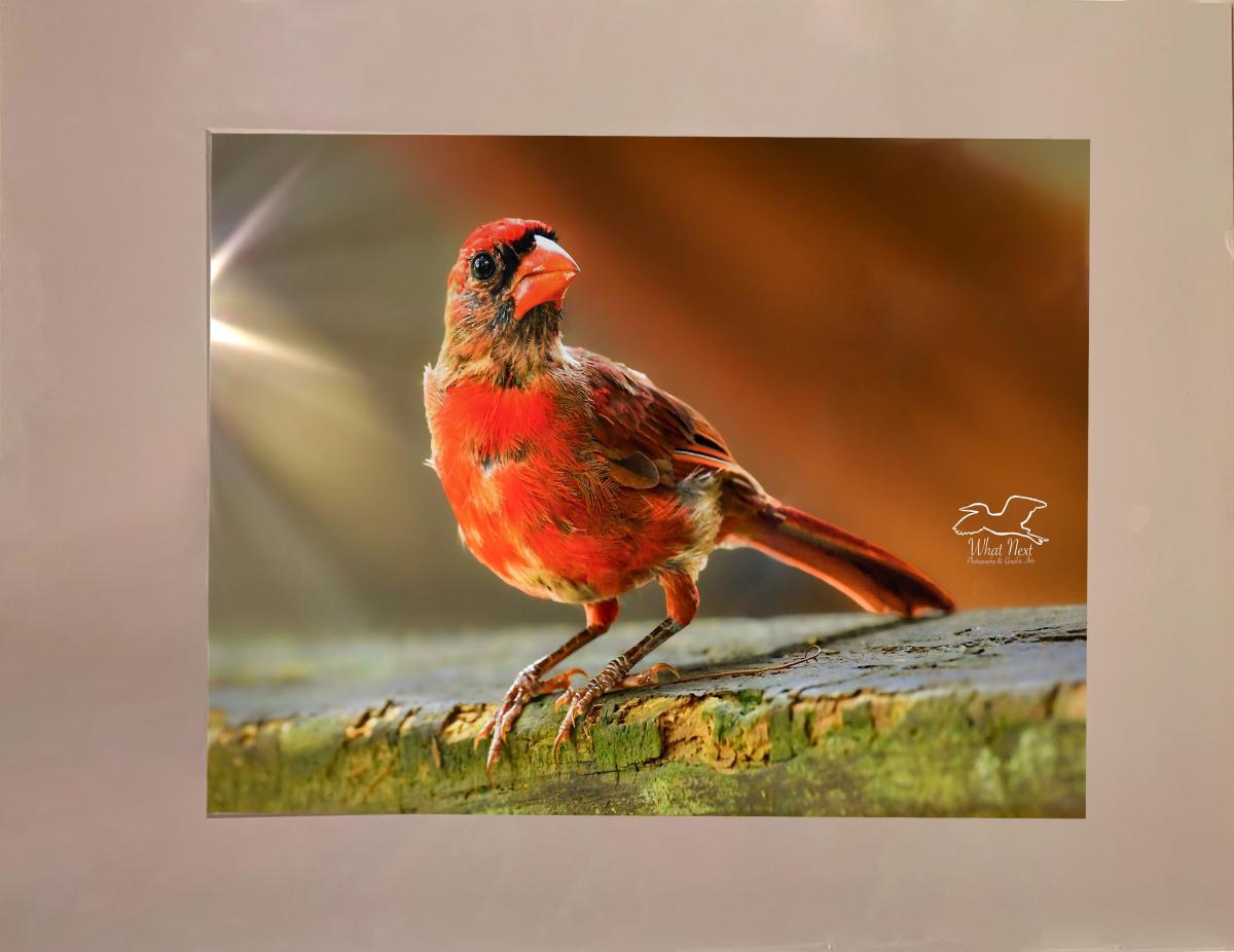 You are My Sunshine  4x6 Print picture