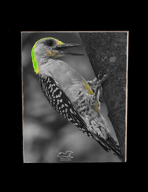 Zest for Life-Yellow   5x7 Print picture