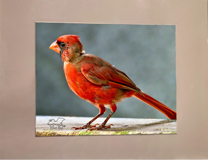 Almost Grown Up  5x7 Print picture
