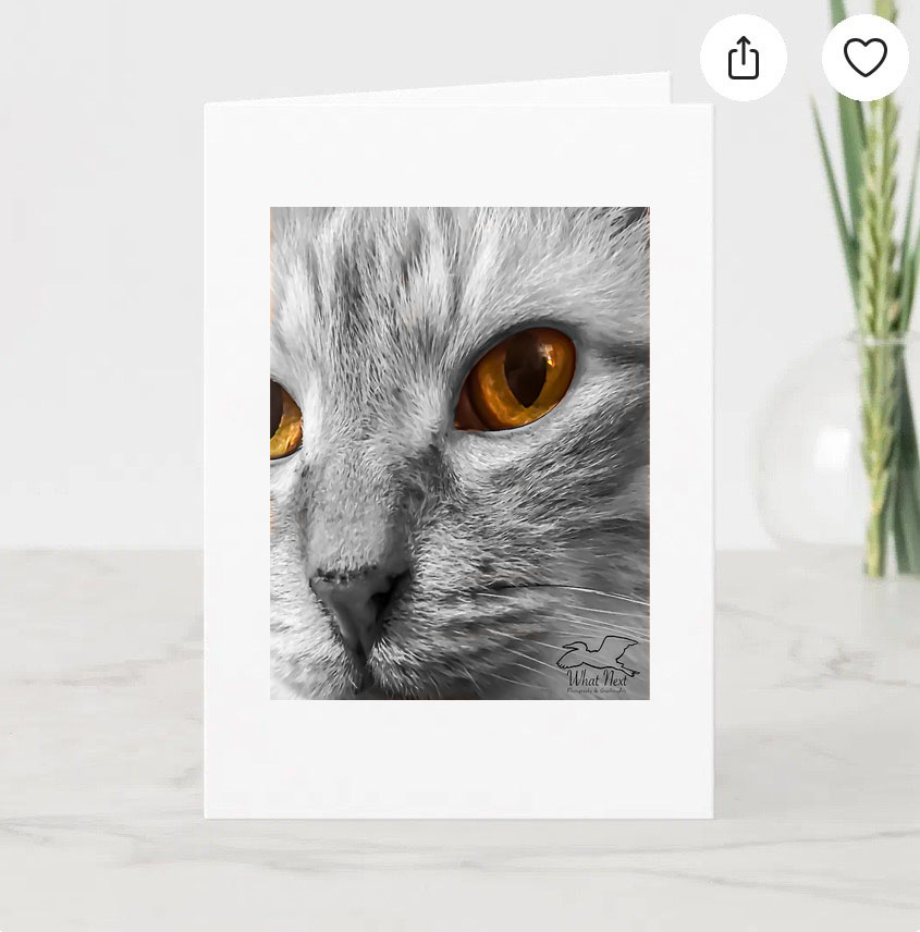 Mac&rsquo;s Eyes   Pack of 5 Greeting Cards picture