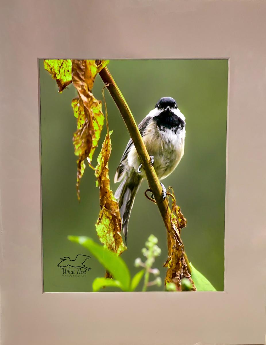 Sunlit Sunday Afternoon 8x10 Print picture