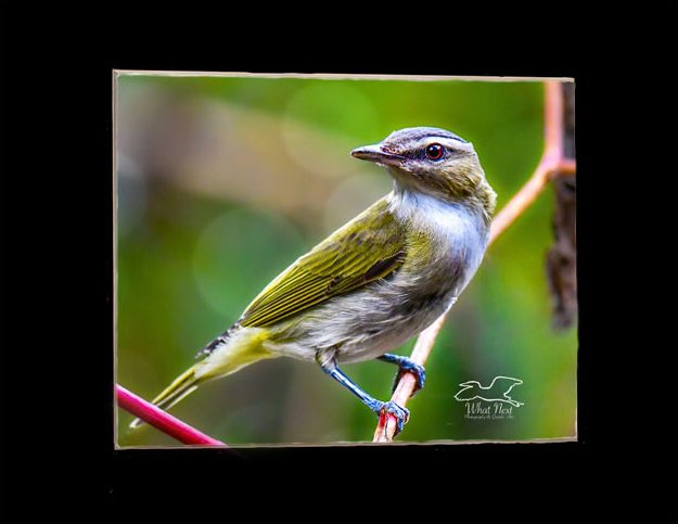 Red Eyed Vireo   5x7 Print picture