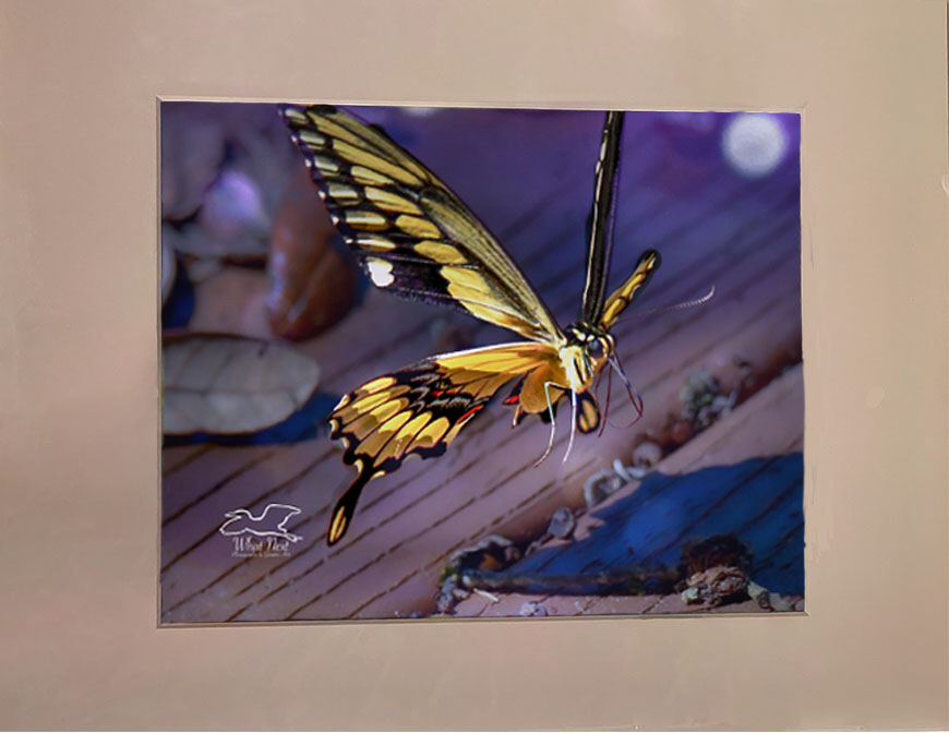Fall Flutters   5x7 Print picture