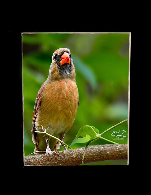 Just Kissed   4x6 Print picture