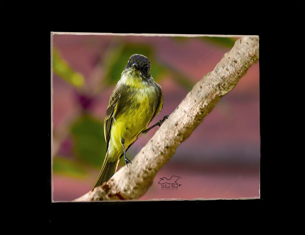 First Phoebe   5x7 Print picture