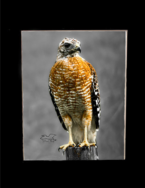 Majestic Presence  5x7 Print picture