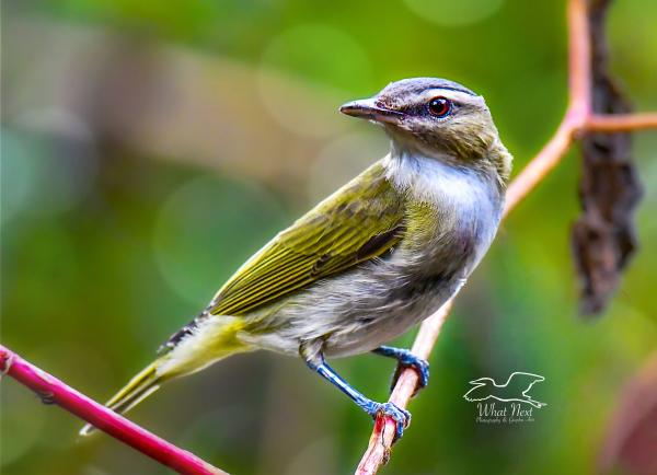 Red Eyed Vireo   4x6 Post
