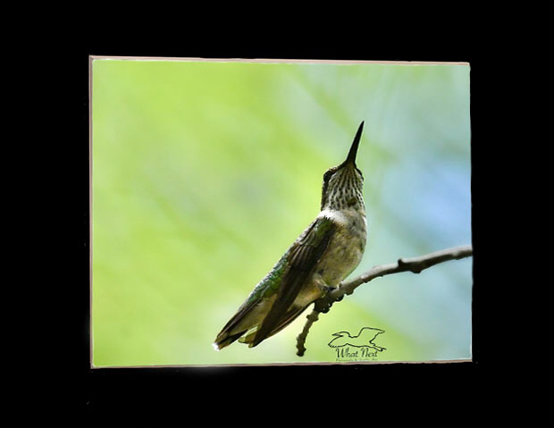 Prime of Life  4x6 Print picture