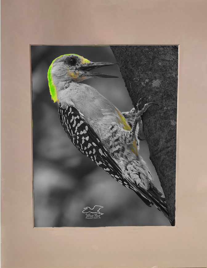 Zest for Life-Yellow   4x6 Print picture