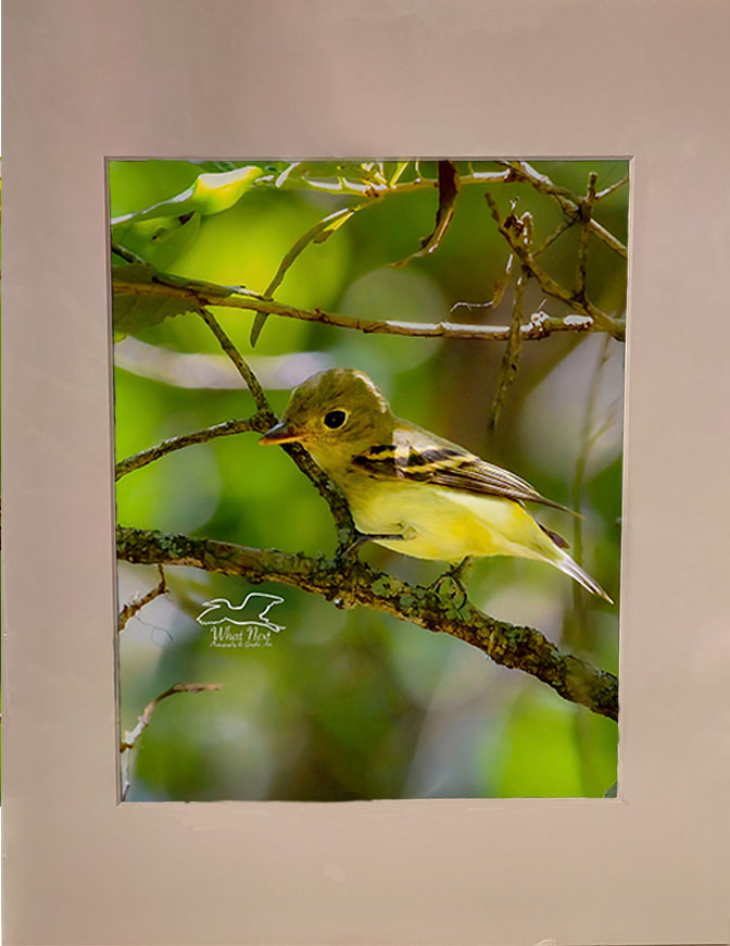 Acadian Flycatcher   4x6 Print picture