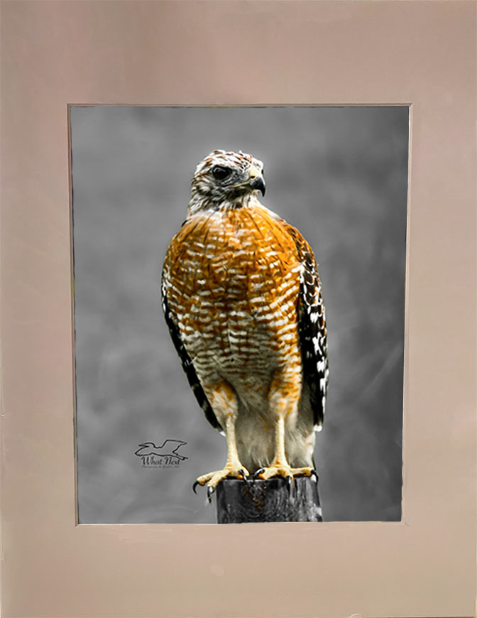 Majestic Presence  4x6 Print picture