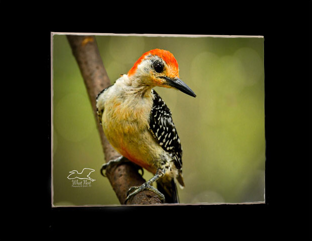 Blushing Red  5x7 Print picture