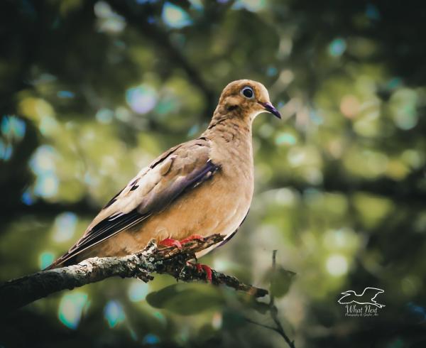Peacefully Perched   8x10 Print