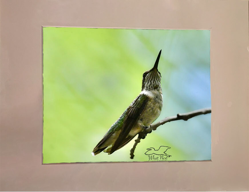 Prime of Life  4x6 Print picture