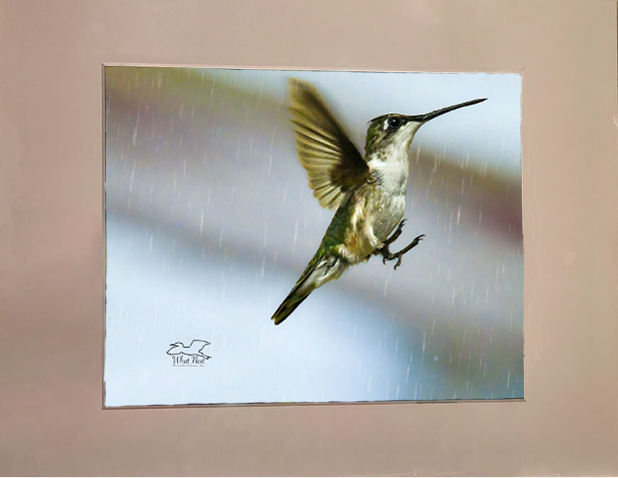 Humming in the Rain   4x6 inches picture