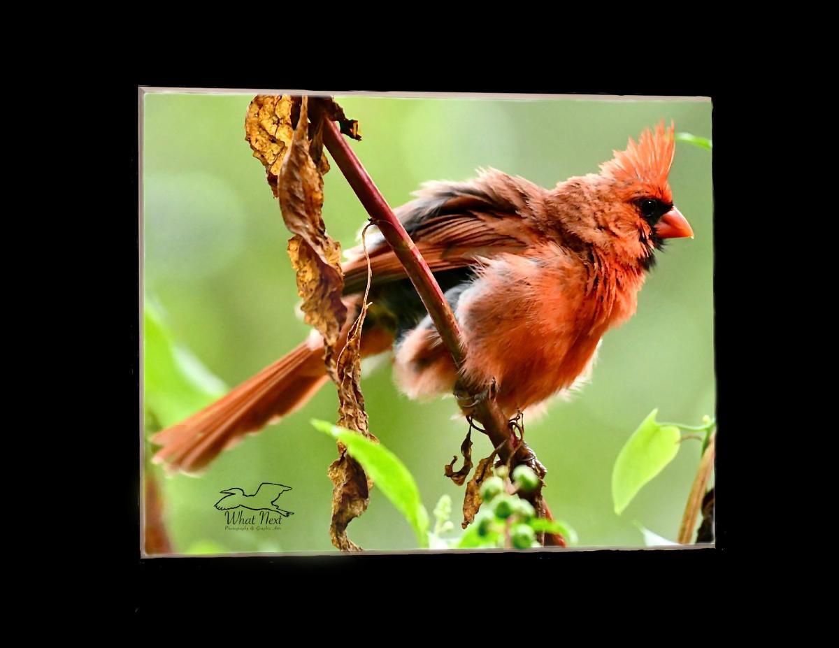 Disarrayed  4x6 Print picture