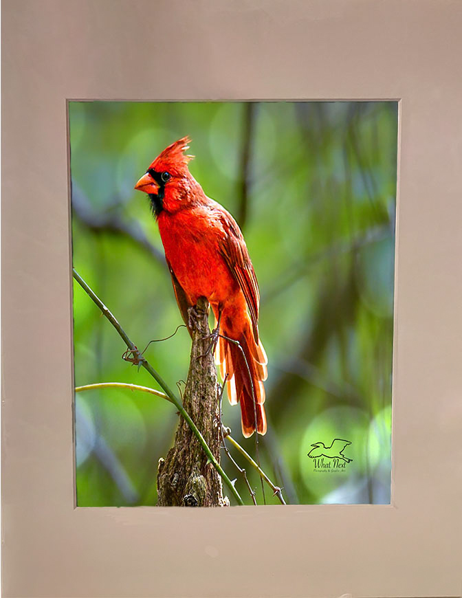 Regal in Red   8x10 Print picture