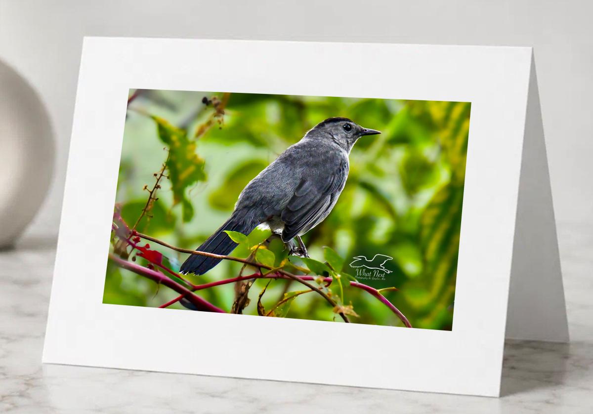 Berry Bird   Greeting Cards picture