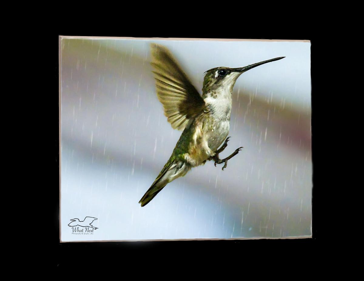 Humming in the Rain  4x6 Print picture