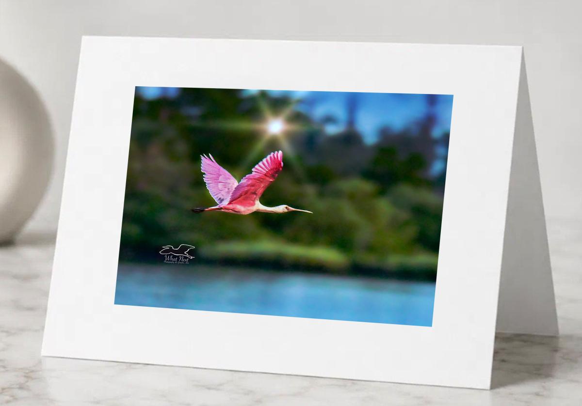 Pink Wings   Set of 5 Greeting Cards picture