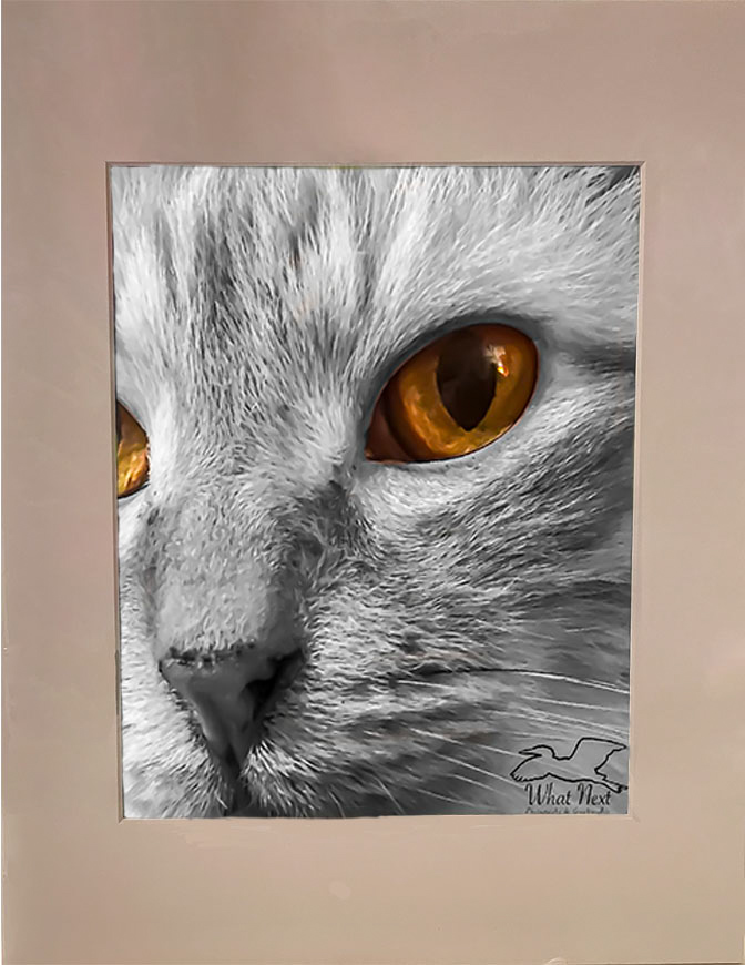 Mac&rsquo;s Eyes   4x6 Print picture