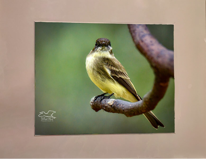 Dignified Phoebe   5x7 Print picture