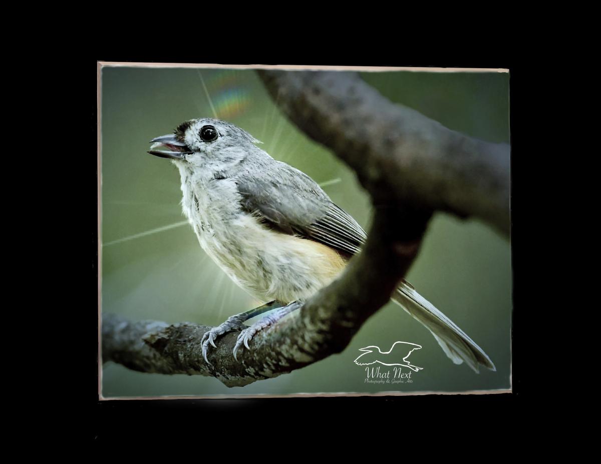 Bright Titmouse  5x7 Print picture