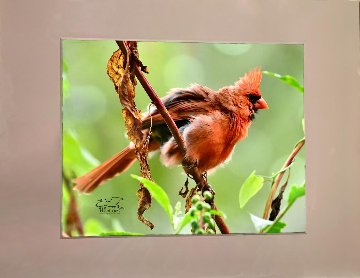 Disarrayed  4x6 Print picture