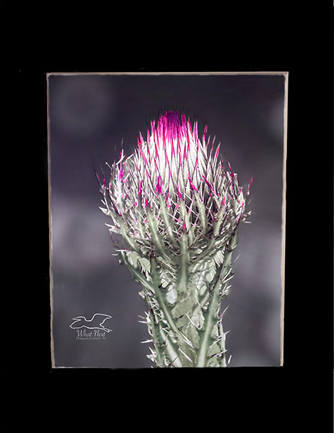 Color Burst  4x6 Print picture